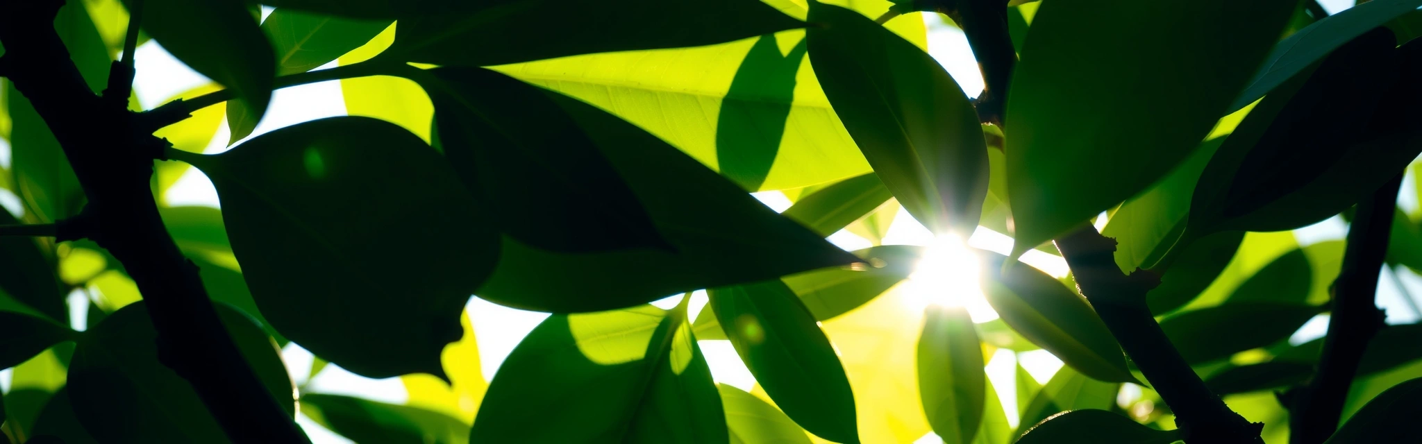Green foliage and soft light illustrating connection and support